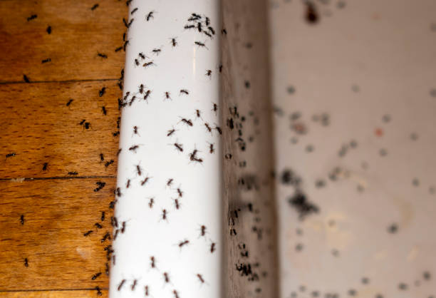 Best Pest Control for Restaurants  in Gananda, NY