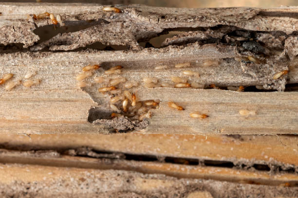 Best Pest Prevention Services  in Gananda, NY