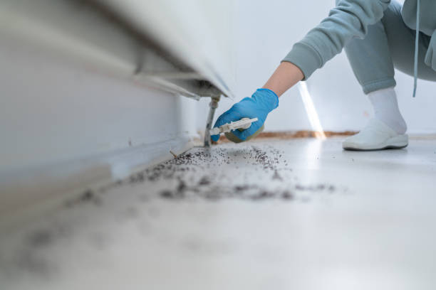 Best Rat Extermination Near Me  in Gananda, NY